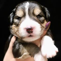 Dollie - Black tri-color female Aussiedoodle puppy in Seguin, Texas from Navarro Royal Pups
