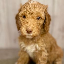 Carol - Goldendoodle puppy from Golden Life Doodles
