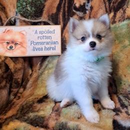 NUGGET Boy 1 - Chocolate merle male Pomeranian puppy in Lore City, Ohio from Tonia's Pomeranians
