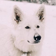 Berger Blanc Suisses from Little Lamb Fam