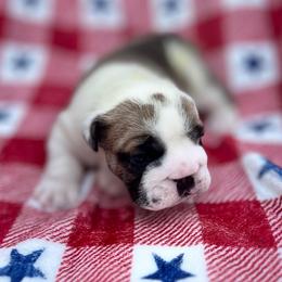 Bulldog Puppies from Sweet Rolls