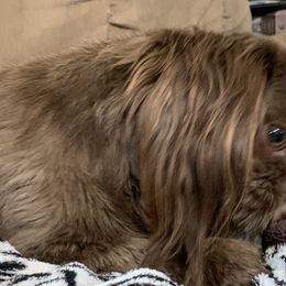 Rosie - Shih Tzu