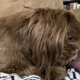 Rosie - Shih Tzu