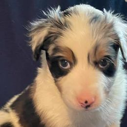 Australian Shepherds from St. Clair Aussies