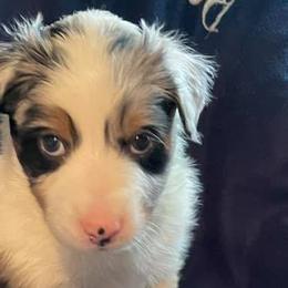 Australian Shepherds from St. Clair Aussies
