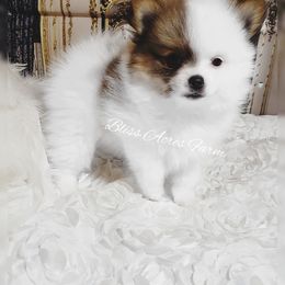 Chihuahua and Pomeranian Puppies from Bliss Acres Farm
