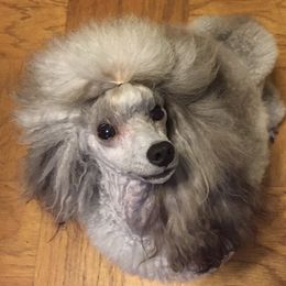 Garth - Poodle
