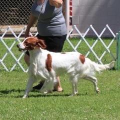 Billie - Irish Red and White Setter
