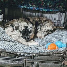 Taco - Blue merle male Aussiedoodle puppy in Yacolt, Washington from Aussiedoodles by Maggie