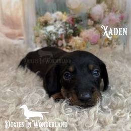 Zaden - Black and tan male Dachshund puppy in Rainier, Oregon from Doxies in Wonderland