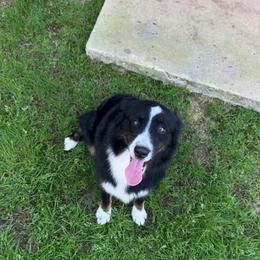McKenzie - Australian Shepherd