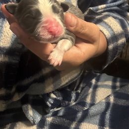 Pomsky and Siberian Husky Puppies from Miranda's Huskies