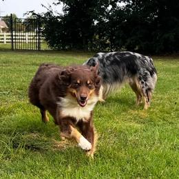 River - Australian Shepherd
