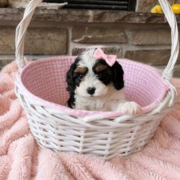 Rosie - Tri-color female Cavapoo puppy in Malad, Idaho from Sunny Hill Puppies