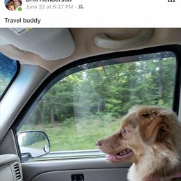 Australian Shepherd All Grown Up from Black Rock Farm Aussies