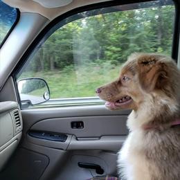 Australian Shepherd All Grown Up from Black Rock Farm Aussies