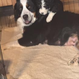 Obi Wan - Tri-color male Bernedoodle puppy in Springfield, Missouri from Doodle Dandy Bernedoodles
