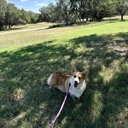 Sugar - Pembroke Welsh Corgi