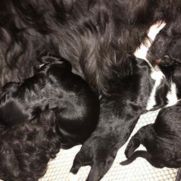 Portuguese Water Dog Puppies from Topsail PWDs