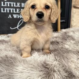 Ace - Cream male Dachshund puppy in Stilwell, Oklahoma from B & K Dachshunds