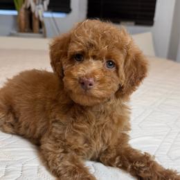 Charlie - Apricot male Poodle puppy in Queens, New York from The 2 Musketeers_Cockapoos