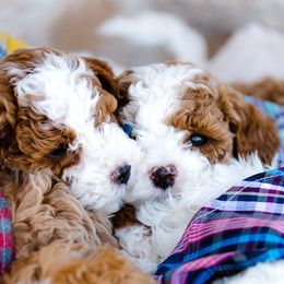 Poodle Puppies from Doodle Puppy Parti