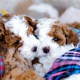 Poodle Puppies from Doodle Puppy Parti