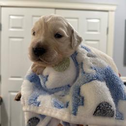 Popeye - Light golden male Golden Retriever puppy in Blaine, Washington from Freedom Retrievers