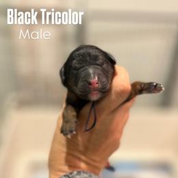Navy - Tri-color male Bernedoodle puppy in Sulphur, Louisiana from Curly Q’s Of Carlyss