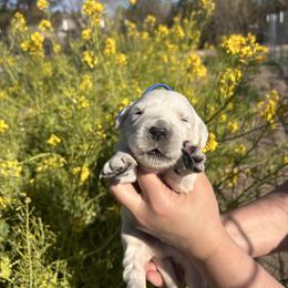 Blue boy - Light golden male Golden Retriever puppy in Pahrump, Nevada from Southern Nevada Goldens
