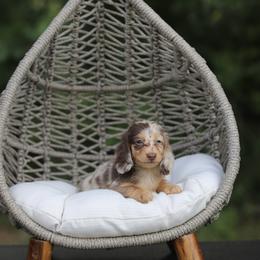 Dachshund Puppies from EntityDachs