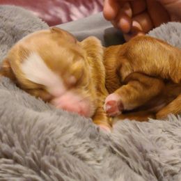 Bernedoodle and Double Doodle Puppies from Cloud Nine Doodles