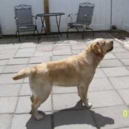 Maze - Labrador Retriever
