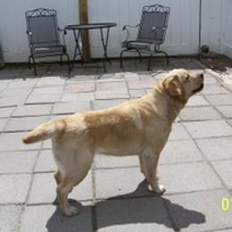 Maze - Labrador Retriever