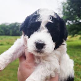 Verona-agouti parti - Phantom female Poodle puppy in Cypress Inn, Tennessee from Nine Pines Poodles
