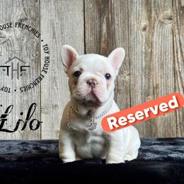 Lilo - Cream French Bulldog puppy in Salem, Oregon from Toy House Frenchies
