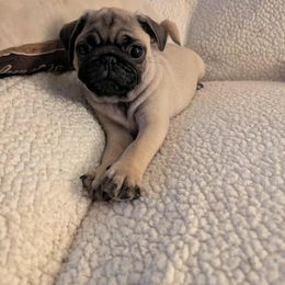 Pug Puppies from Lisa's Pugalicious Pugs