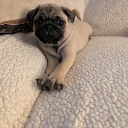 Pug Puppies from Lisa's Pugalicious Pugs