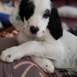 English Setter Puppies from English Setters of the Eyrie