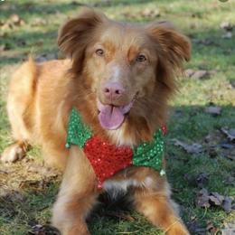 Nova Scotia Duck Tolling Retrievers from Simcoe Tollers