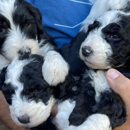 Sheepadoodles from Sheepadoodle in CA