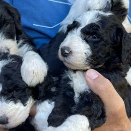 Sheepadoodles from Sheepadoodle in CA