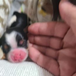 Biewer Terrier Puppies from LinMar Biewers & Yorkshire Terriers