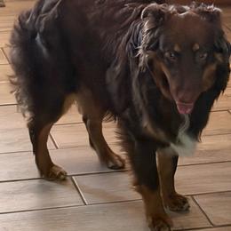 Loki - Red tri-color male Australian Shepherd puppy in Harrah, Oklahoma from Kamm's Aussies