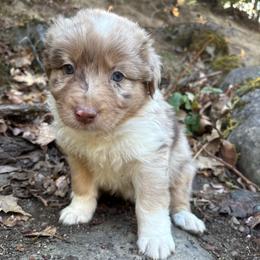Bonnie - Red merle female Australian Shepherd puppy in Grants Pass, Oregon from Carmel Mountain Aussies