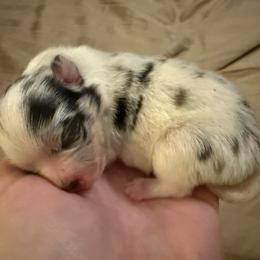 Boy 3 - Blue merle male Pomeranian puppy in Minooka, Illinois from Sheree’s Pomeranians