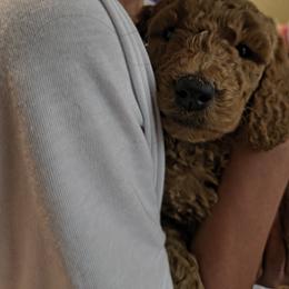 Girl 1 - female Goldendoodle puppy in Knoxville, Tennessee from Kokoh Doodles