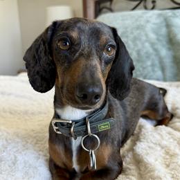 Charlie - Dachshund