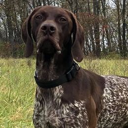 German Shorthaired Pointers from Blue Hill Gun Dogs