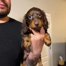 Chocolate And Tan Male - Chocolate and tan male Dachshund puppy in Horizon City, Texas from Willipaws